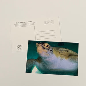Sea Turtle Inc Post Cards