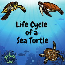 Load image into Gallery viewer, Virtual Lesson Plan Topic Life Cycle of a Sea Turtle