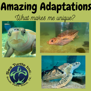 Virtual Lesson Plan Topic Amazing Adaptations