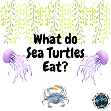 Load image into Gallery viewer, Virtual Lesson Plan Topic Sea Turtle Diets