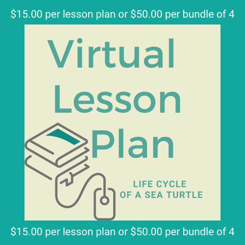 Virtual Lesson Plan Topic Life Cycle of a Sea Turtle – Sea Turtle, Inc.