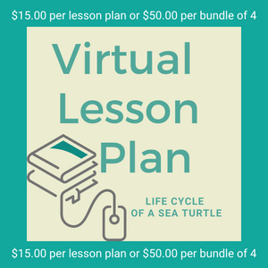 Virtual Lesson Plan Topic Life Cycle of a Sea Turtle