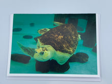 Load image into Gallery viewer, Resident Turtle Greeting Cards