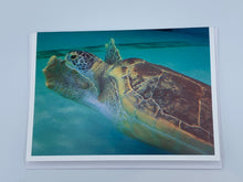 Load image into Gallery viewer, Resident Turtle Greeting Cards