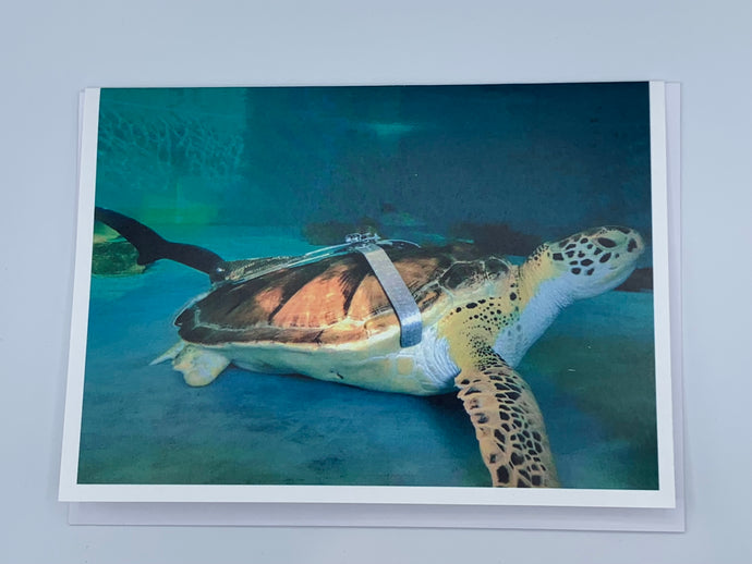 Resident Turtle Greeting Cards